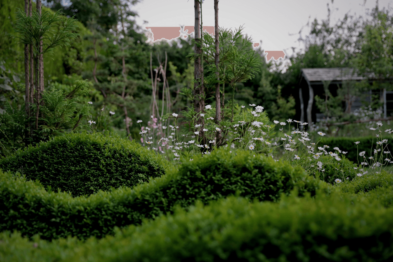 A lush, precisely maintained garden of clipped boxwood mounds and soft wildflower borders