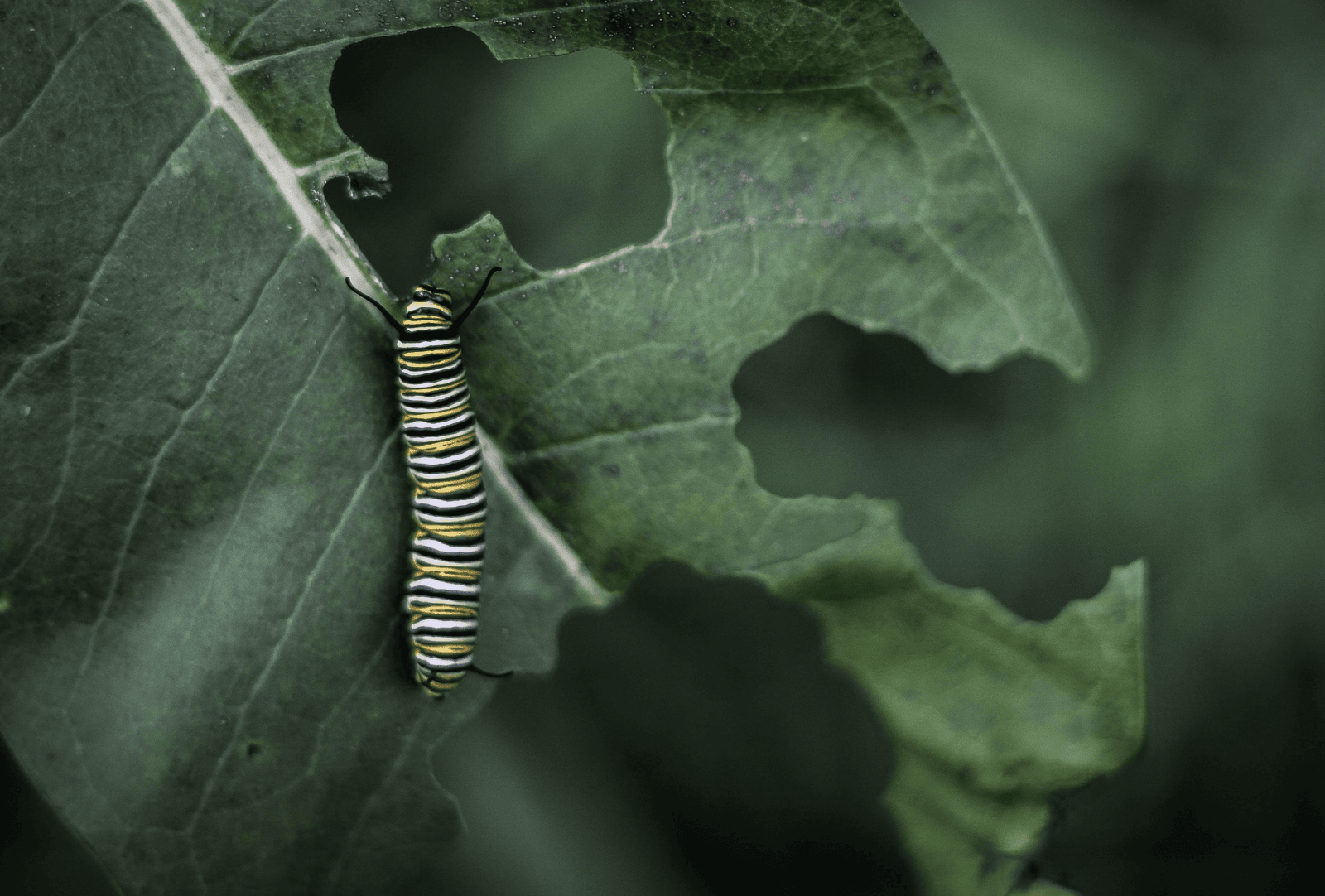 Close inspection of a caterpillar on a chewed leaf during pest diagnosis