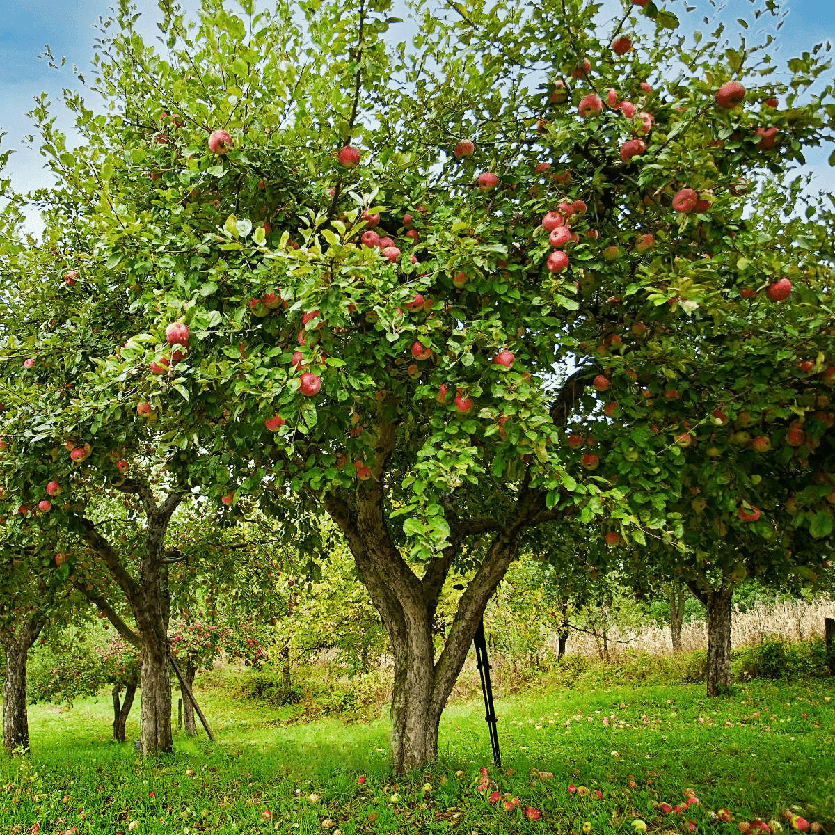 A restored fruit orchard heavy with apples