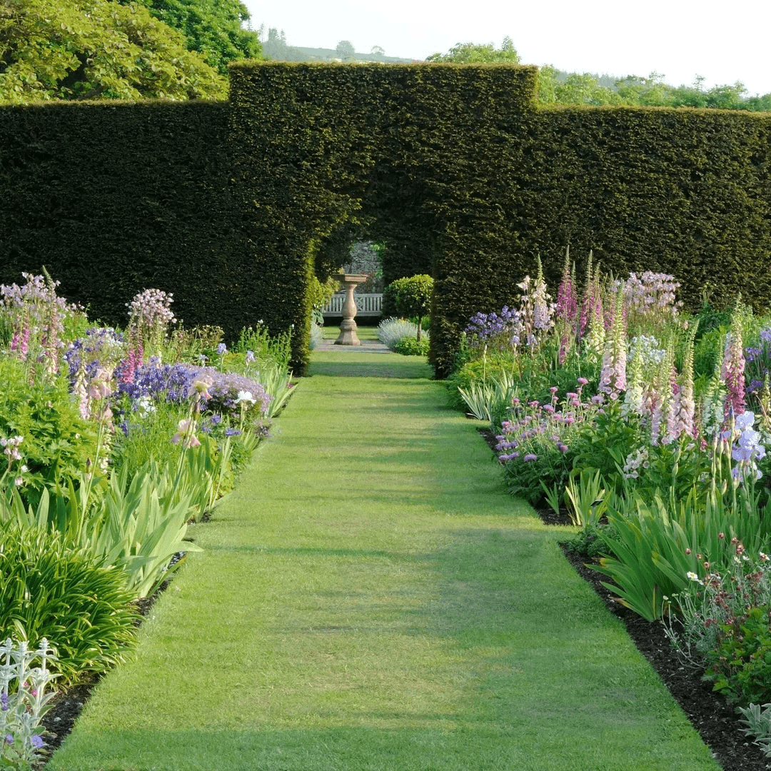 A formal garden with sculpted hedges framing a grass path and deep flower borders